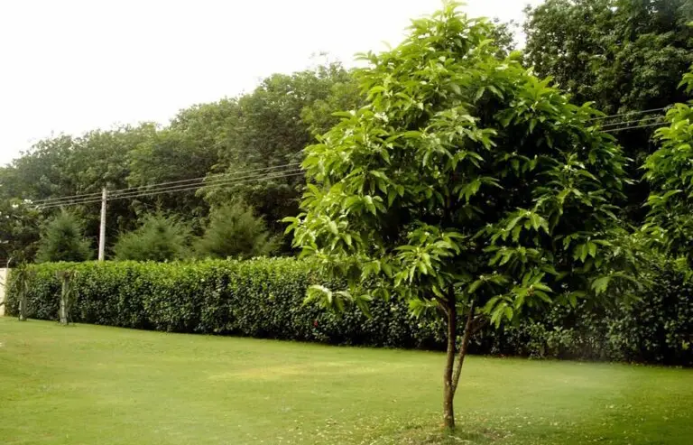 Cây Ngọc Lan Đá Mỹ Nghệ Tâm Linh