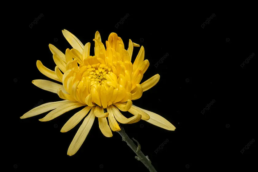 Hoa Cúc Đá Mỹ Nghệ Tâm Linh